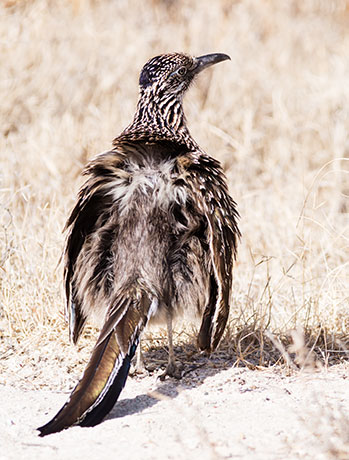 Greater Roadrunner Geococcyx californianus 