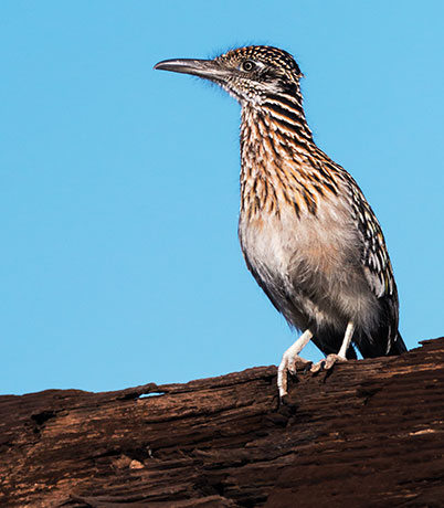 Greater Roadrunner Geococcyx californianus 