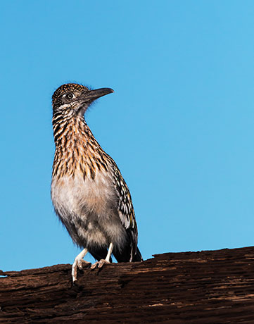 Greater Roadrunner Geococcyx californianus 