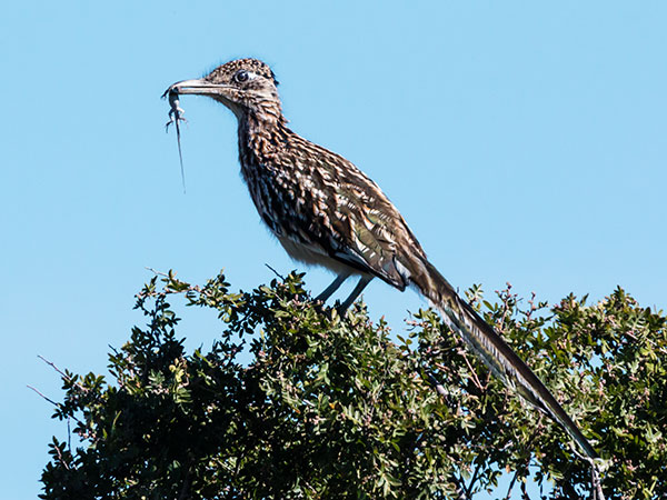 Greater Roadrunner Geococcyx californianus 