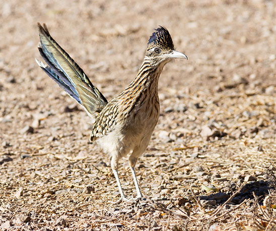 Greater Roadrunner Geococcyx californianus 