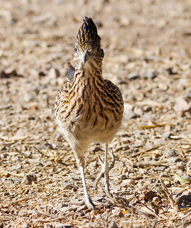 Greater Roadrunner Geococcyx californianus 