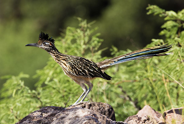 Greater Roadrunner Geococcyx californianus 