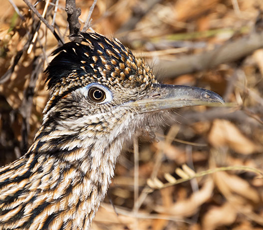 Greater Roadrunner Geococcyx californianus 