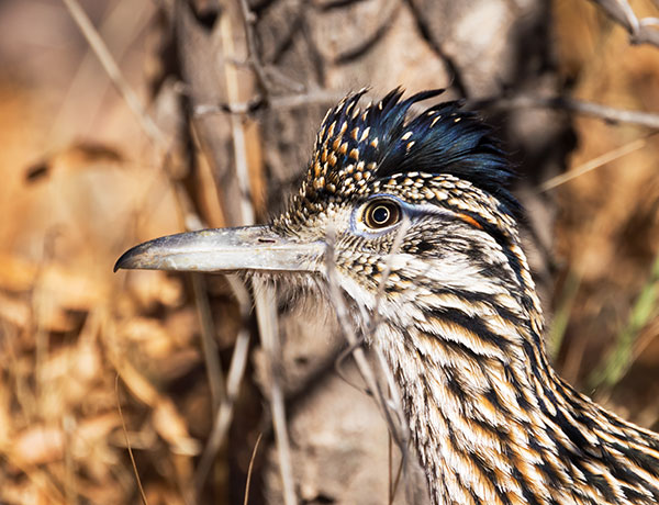 Greater Roadrunner Geococcyx californianus 