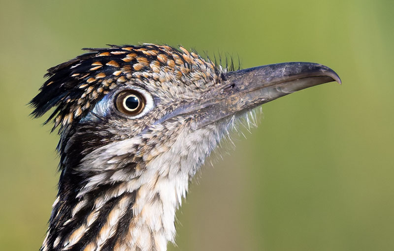 Greater Roadrunner Geococcyx californianus 