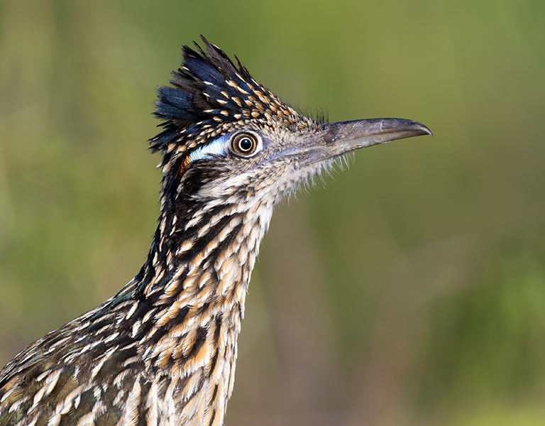 Greater Roadrunner Geococcyx californianus 