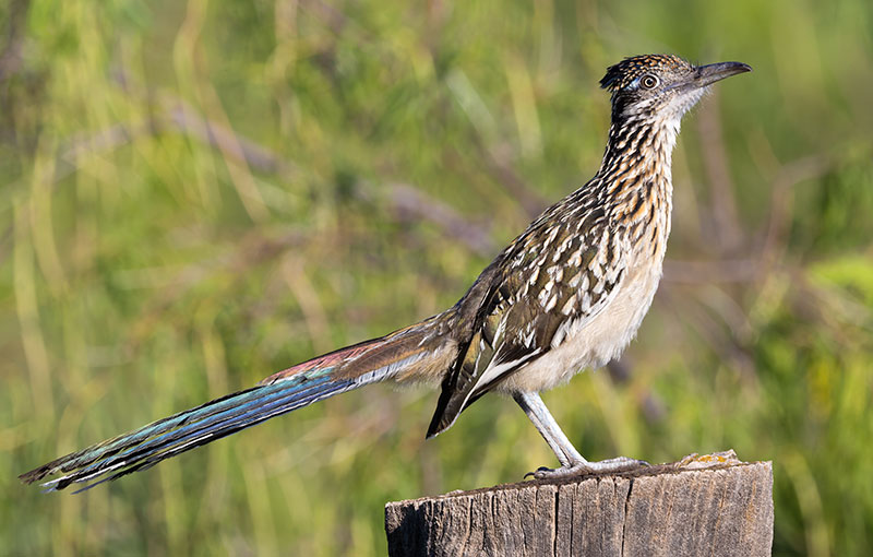 Greater Roadrunner Geococcyx californianus 