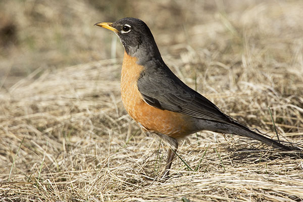 American Robin Turdus migratorius