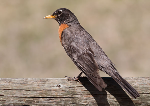 American Robin Turdus migratorius