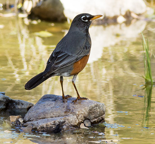 American Robin Turdus migratorius