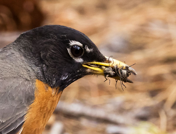 American Robin Turdus migratorius