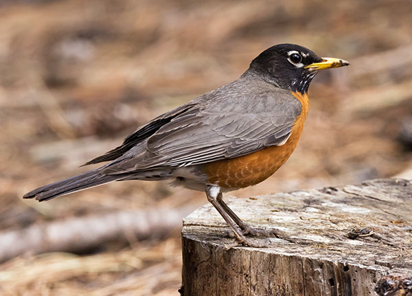 American Robin Turdus migratorius