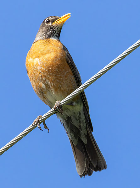 American Robin Turdus migratorius