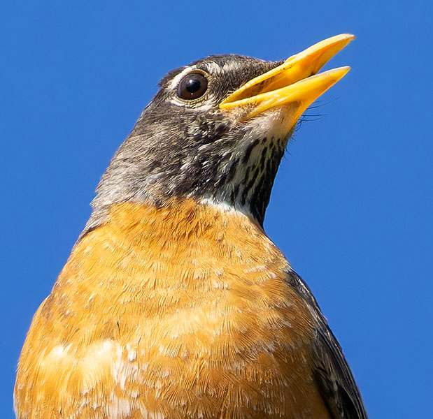American Robin Turdus migratorius