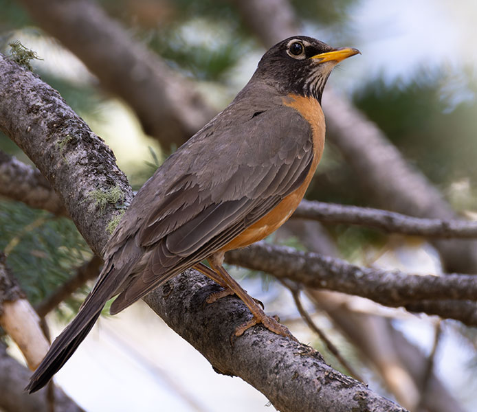 American Robin Turdus migratorius