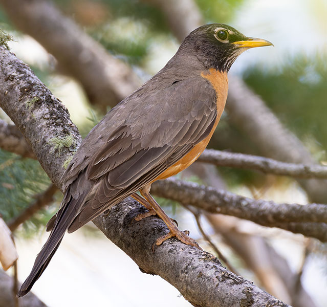 American Robin Turdus migratorius
