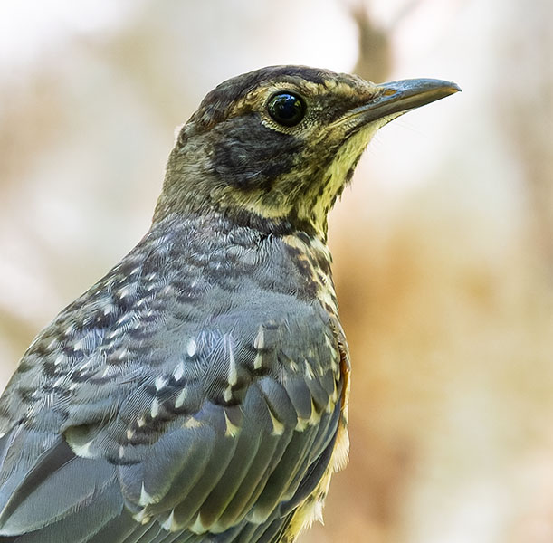 American Robin Turdus migratorius
