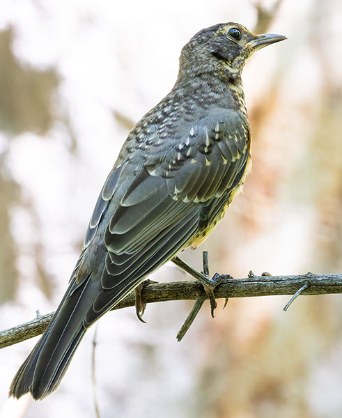 American Robin Turdus migratorius