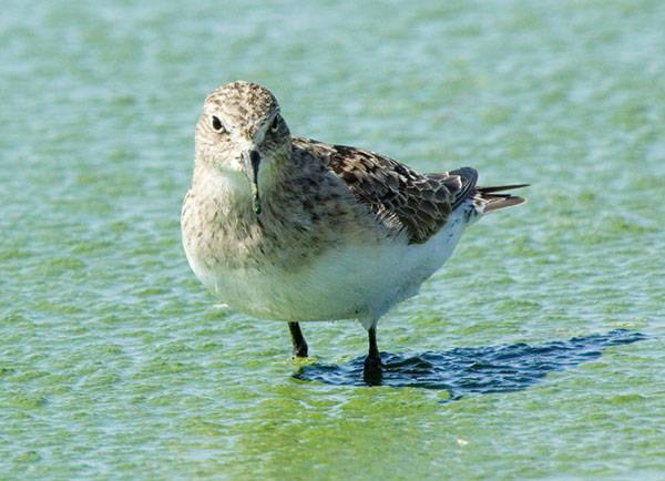 Baird's Sandpiper Calidris bairdii 