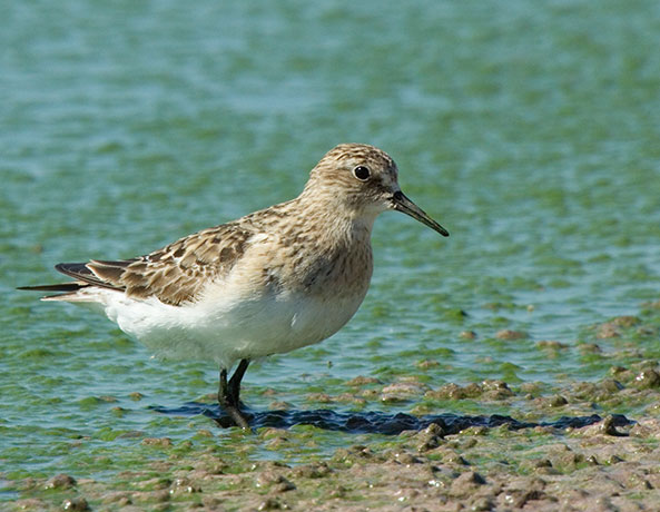 Baird's Sandpiper Calidris bairdii 