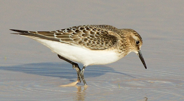 Baird's Sandpiper Calidris bairdii 