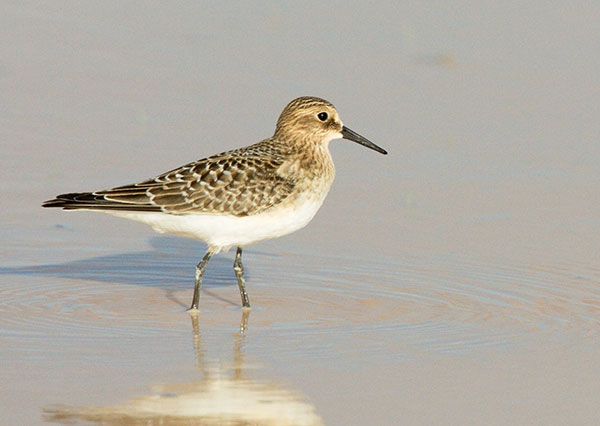 Baird's Sandpiper Calidris bairdii 