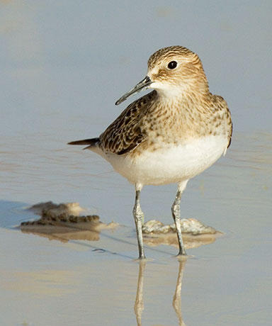 Baird's Sandpiper Calidris bairdii 