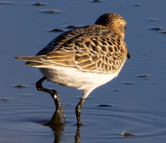 Baird's Sandpiper Calidris bairdii 