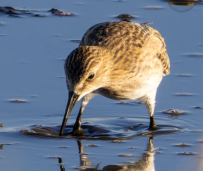 Baird's Sandpiper Calidris bairdii 