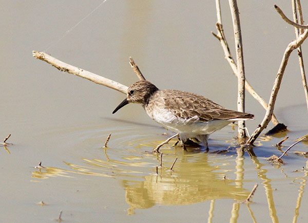 Least Sandpiper Calidris minutilla 
