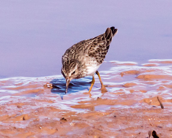 Least Sandpiper Calidris minutilla 