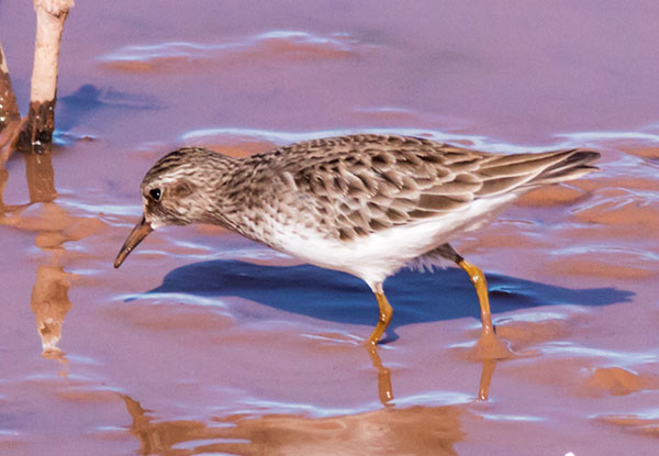 Least Sandpiper Calidris minutilla 