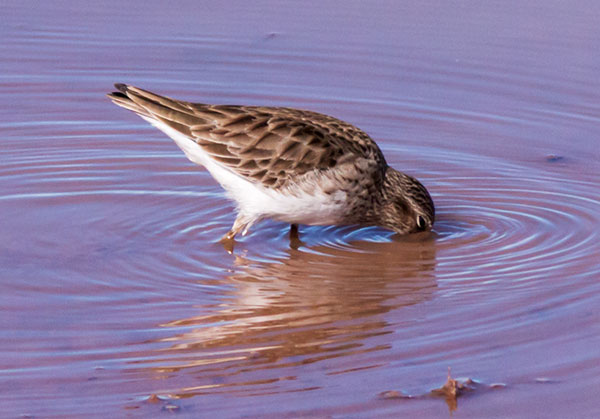Least Sandpiper Calidris minutilla 