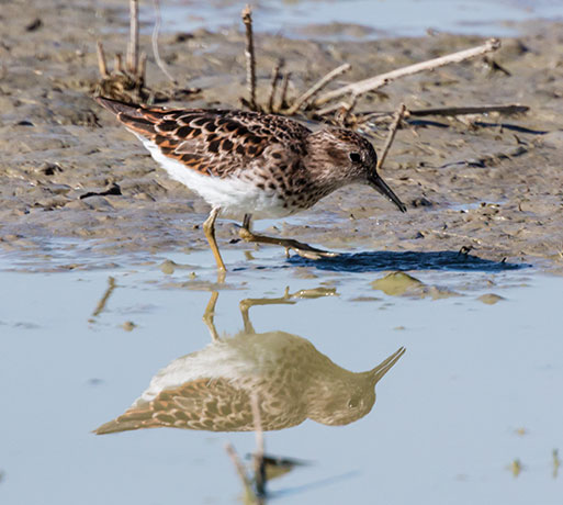 Least Sandpiper Calidris minutilla 
