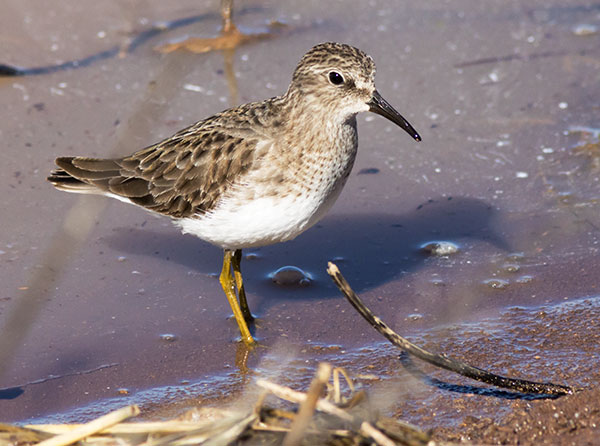 Least Sandpiper Calidris minutilla 