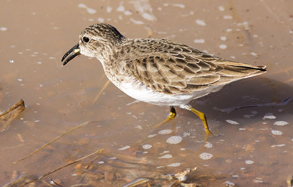 Least Sandpiper Calidris minutilla 