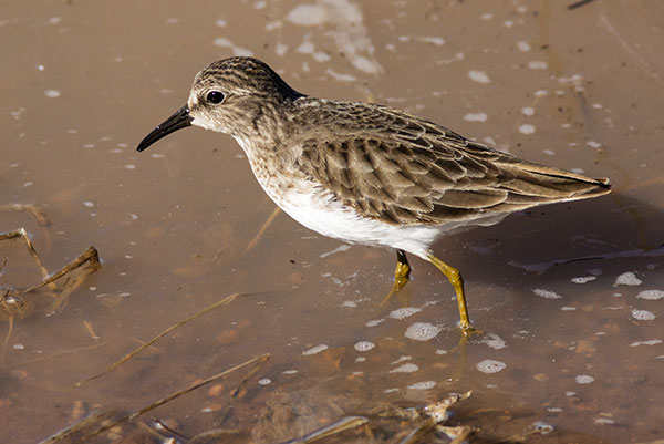 Least Sandpiper Calidris minutilla 