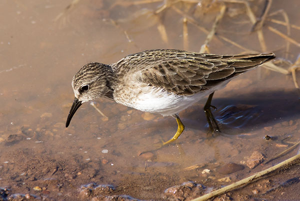Least Sandpiper Calidris minutilla 