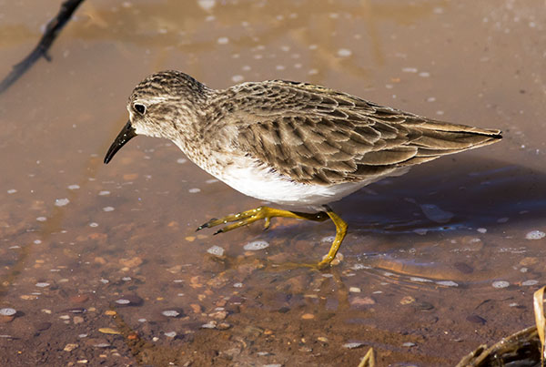 Least Sandpiper Calidris minutilla 