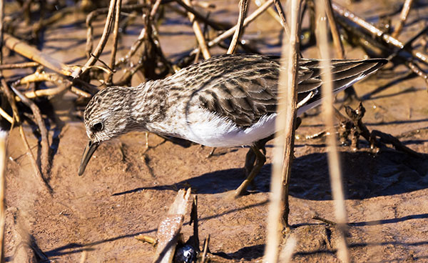 Least Sandpiper Calidris minutilla 