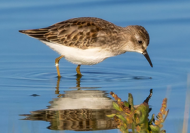 Least Sandpiper Calidris minutilla 