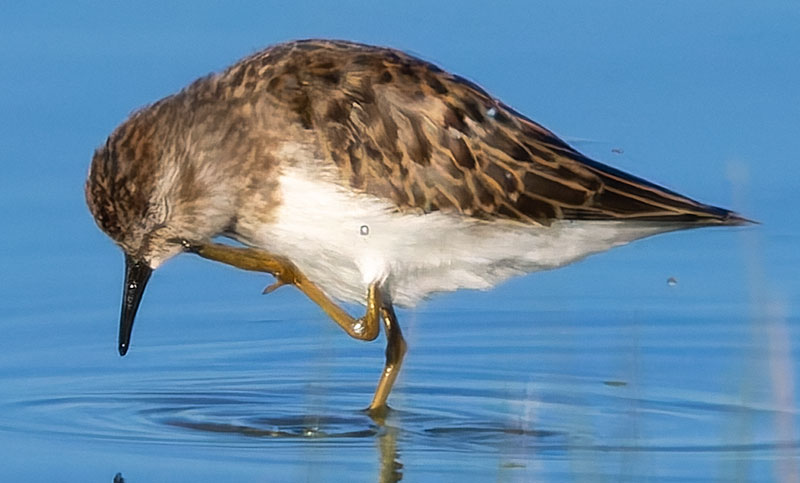 Least Sandpiper Calidris minutilla 