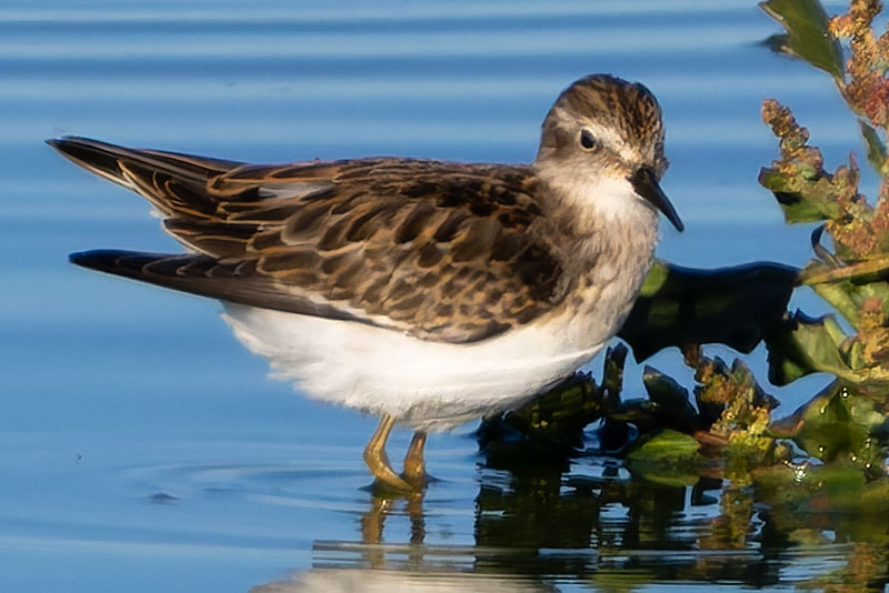 Least Sandpiper Calidris minutilla 