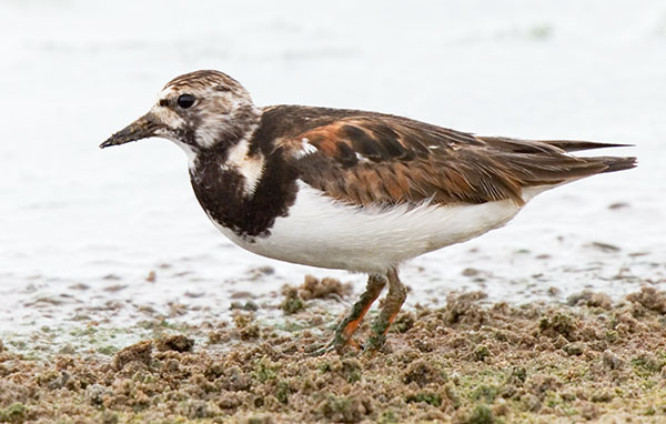 Ruddy Turnstone Arenaria interpres Sandpiper