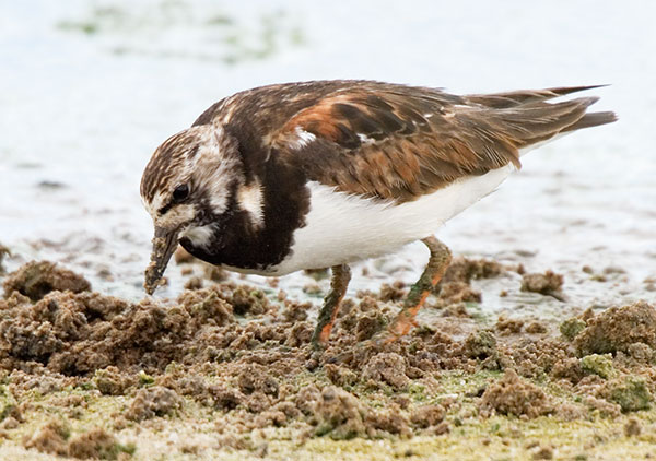 Ruddy Turnstone Arenaria interpres Sandpiper