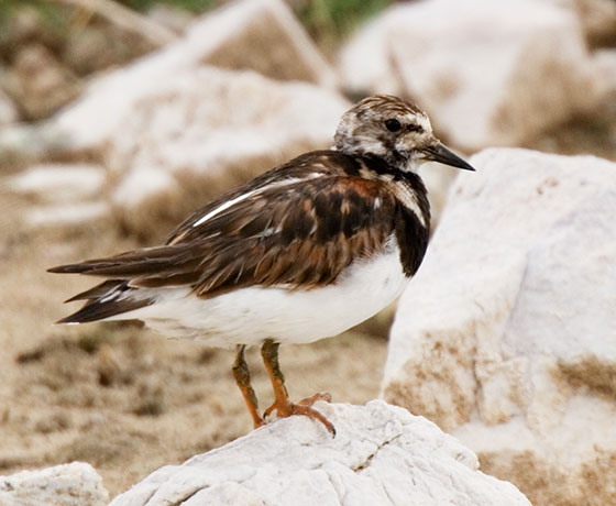 Ruddy Turnstone Arenaria interpres Sandpiper