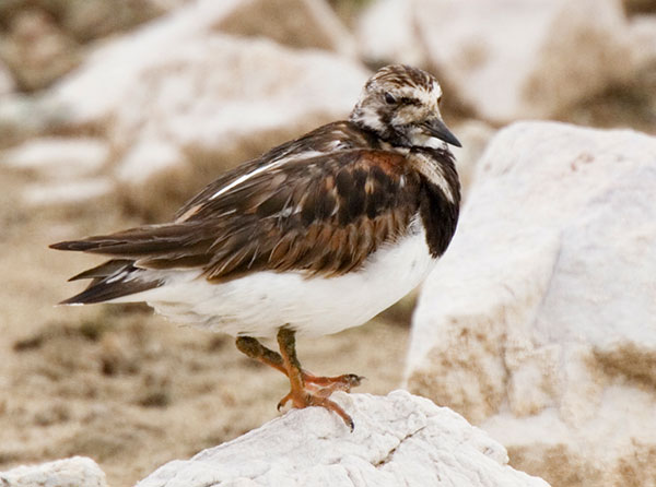 Ruddy Turnstone Arenaria interpres Sandpiper