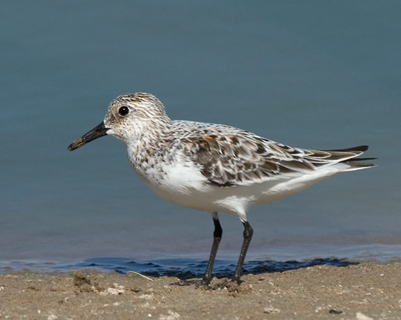 Sanderling Calidris alba Sandpiper