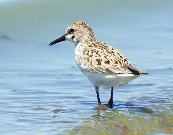 Semipalmated Sandpiper Calidris pusilla 